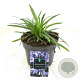 Agapanthus 'Charlotte' GM 2,0L