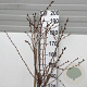 Prunus nipponica 'Brillant' 150 cm stam 15L