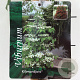 Viburnum plic. Kilimandjaro 90 cm stam 7,5L