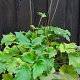 Anemone h. 'September Charm' plantgoed P9