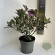 Photinia fraseri Pink Marble 40-50 cm 5,0L