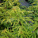 Sambucus racemosa 'Goldenlocks' 40-50 cm 5,0L