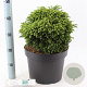 Cryptomeria ' 'Dinger' 30-40 cm 10L