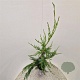 Cupressocyparis leylandii 100-110 cm 3,0L