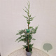 Cupressocyparis leylandii 100-110 cm 3,0L