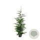 Cupressocyparis leylandii 150-175 cm 7,5L Gestokt