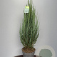 Juniperus s. 'Blue Arrow' 100-110 cm 15L