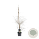 Larix decidua 100-125 cm 5,0L
