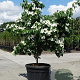 Cornus k. 'China Girl' 250-300 cm draadkluit meerstammig solitair