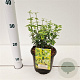 Euonymus fort. 'Emerald 'n' Gold' 20-25 cm C1.5