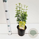 Euonymus fort. 'Emerald 'n' Gold' 20-25 cm C1.5