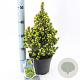 Picea gl. 'Daisy's White' 30-40 cm 3,0L