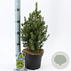 Picea gl. 'Daisy's White' 30-40 cm 3,0L