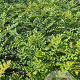 Mahonia media 'Winter Sun' 30-40 cm 2,5L