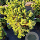 Pinus mugo 'Mops' 50-55 cm 10L