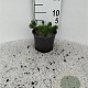 Pinus mugo pumilio 10-12 cm 2,0L vierkant