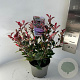 Photinia fraseri 'Little Red Robin' 20-25 cm 2,0L