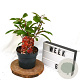 Photinia fraseri Red Light 40-60 cm 3,0L
