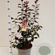 Prunus cistena 60-80 cm 7,5L