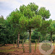 Pinus pinea 60-80 cm 5,0L