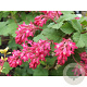 Ribes sanguineum 'King Edward' 30-40 cm 3,0L