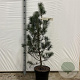 Pinus strobus 'Blue Clovers' 60-70 cm 10L