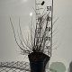 Spiraea nipp. 'Snowmound' 50-60 cm 3,0L