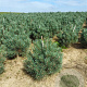 Pinus sylv. 'Watereri' 40-50 cm met kluit