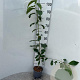 Prunus avium 125-150 cm 2,0L