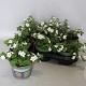 Bacopa Wit GM P12