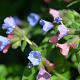 Pulmonaria angustifolia 'Azurea' GM P9