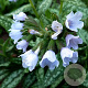 Pulmonaria Opal GM P9