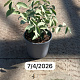 Elaeagnus ebbingei 20-30 cm 3,0L
