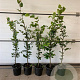 Fagus sylvatica 80-100 cm 2,5L