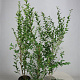 Ligustrum ovalifolium 80-100 cm 5,0L