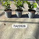 Prunus l. 'Novita' 20-30 cm 2,5L