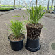 Hakonechloa macra GM 2,0L