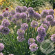 Allium 'Bubble Bath' 40 cm P19