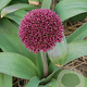 Allium 'Ostara' 20 cm P12