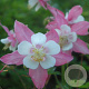 Aquilegia  caerulea 'Rose Queen' GM P12