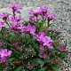 Arabis blepharophylla 25 cm P12