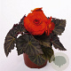 Begonia tuberhybrida GM P12