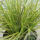 Carex brunnea 'Lady Sunshine' 30 cm op P12