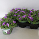 Calibrachoa Blue 15 cm P12