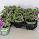 Calibrachoa cabaret Bumble Bee Blue 15 cm P12