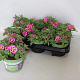Calibrachoa cabaret Bumble Bee Pink 15 cm P12