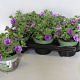Calibrachoa Double Blue 15 cm P12