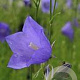 Campanula persicifolia Grandiflora 25 cm P13