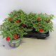 Calibrachoa Red Star 15 cm P12