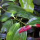Cinnamomum bodinieri 75 cm P20